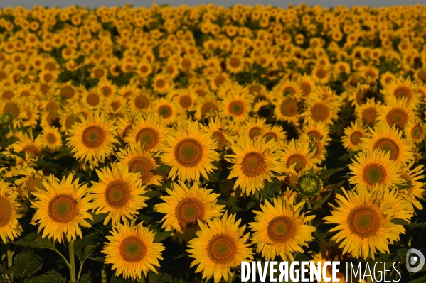 Champs de tournesol