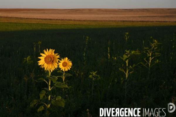 Champs de tournesol