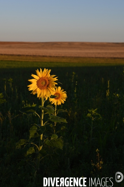 Champs de tournesol