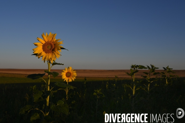 Champs de tournesol