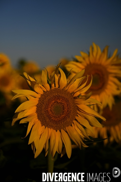 Champs de tournesol