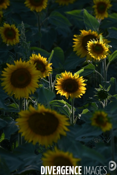 Champs de tournesol