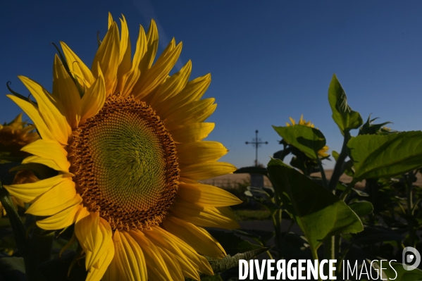 Champs de tournesol