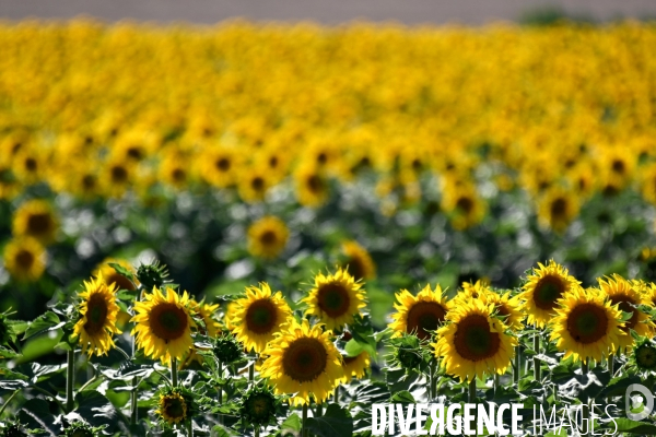 Champs de tournesol