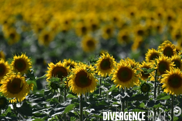 Champs de tournesol