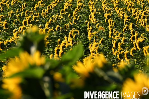 Champs de tournesol