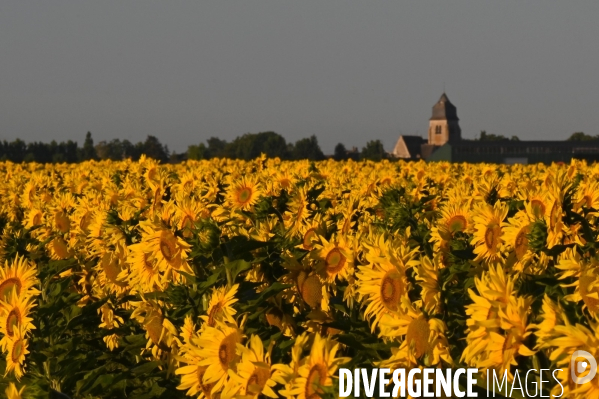 Champs de tournesol