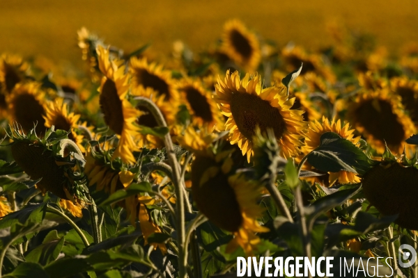 Champs de tournesol