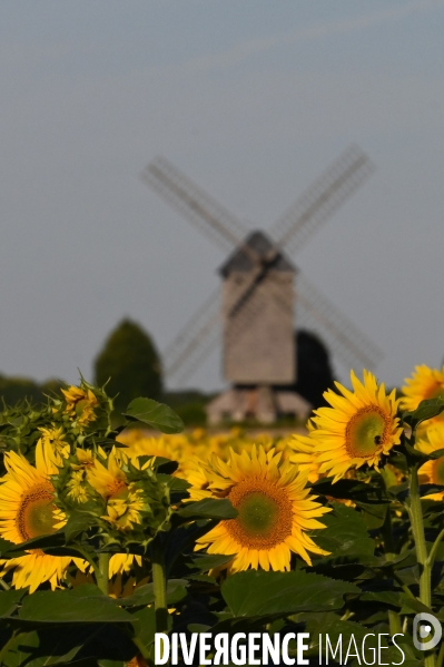 Champs de tournesol