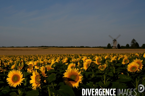 Champs de tournesol