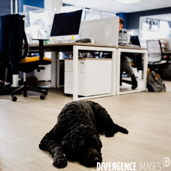 Animaux de compagnie au travail