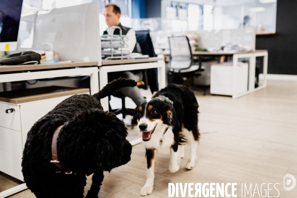 Animaux de compagnie au travail