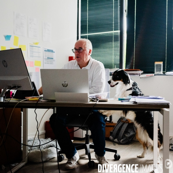 Animaux de compagnie au travail