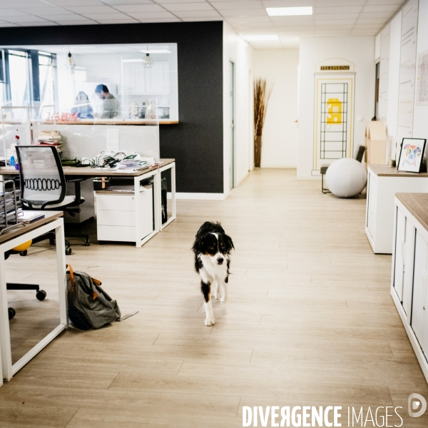 Animaux de compagnie au travail