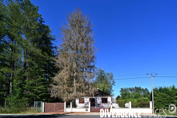 La Sologne souffre du réchauffement climatique