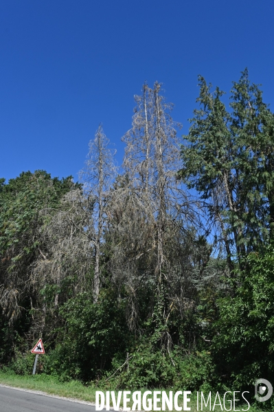 La Sologne souffre du réchauffement climatique