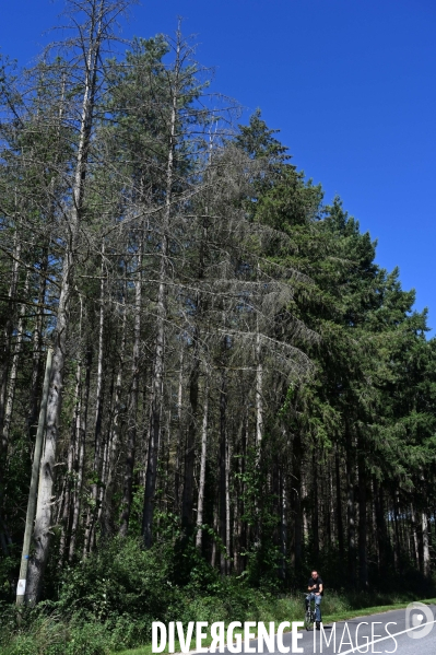 La Sologne souffre du réchauffement climatique