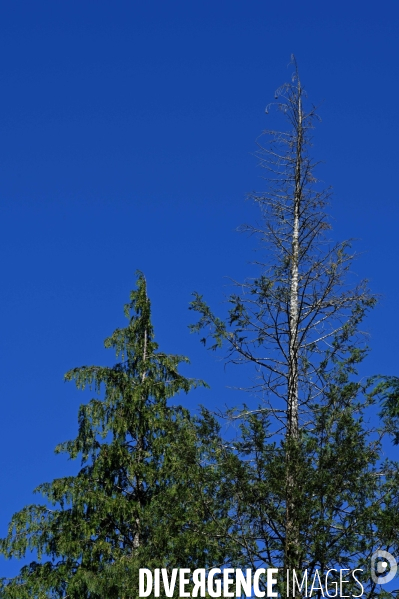 La Sologne souffre du réchauffement climatique