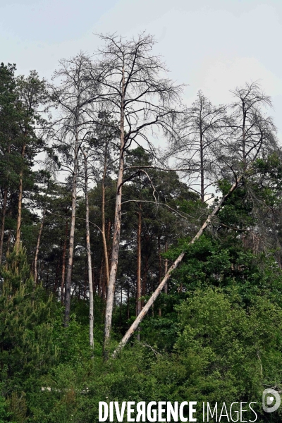 La Sologne souffre du réchauffement climatique
