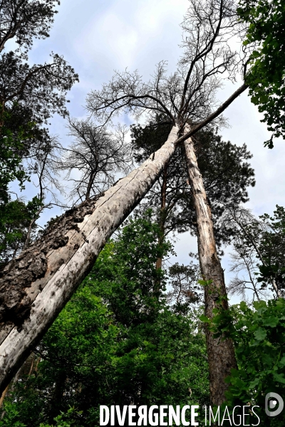 La Sologne souffre du réchauffement climatique