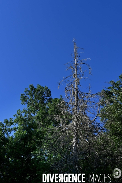 La Sologne souffre du réchauffement climatique