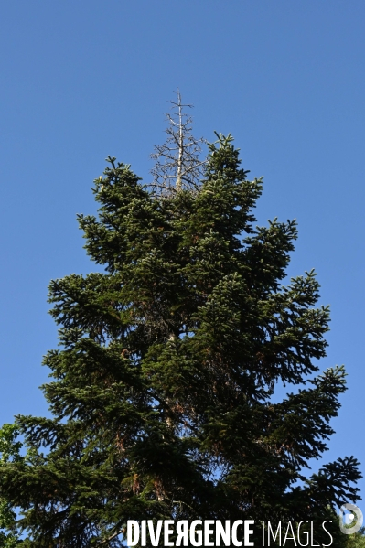 La Sologne souffre du réchauffement climatique