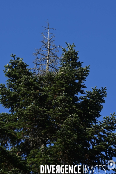 La Sologne souffre du réchauffement climatique