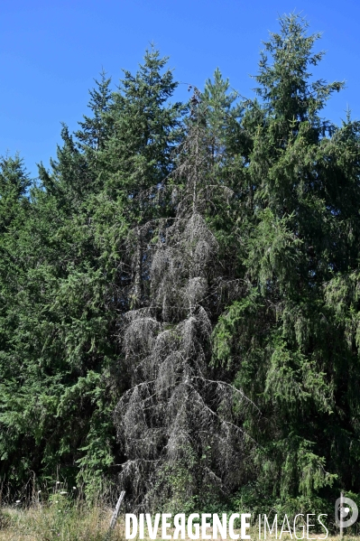 La Sologne souffre du réchauffement climatique