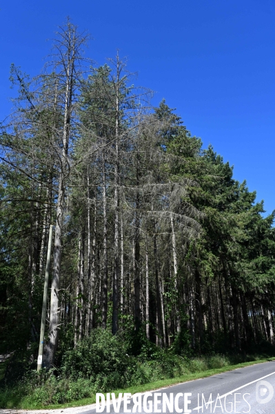 La Sologne souffre du réchauffement climatique