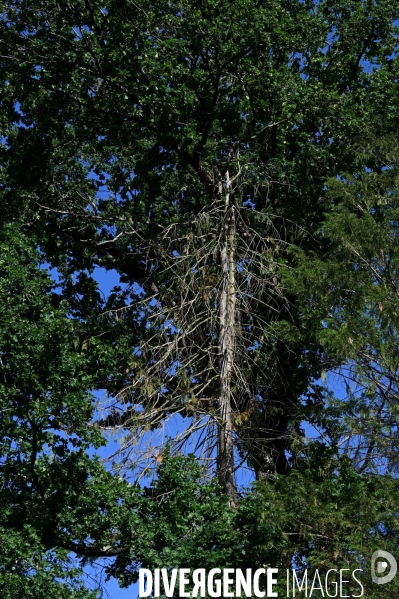 La Sologne souffre du réchauffement climatique