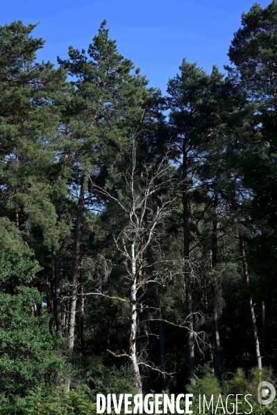 La Sologne souffre du réchauffement climatique