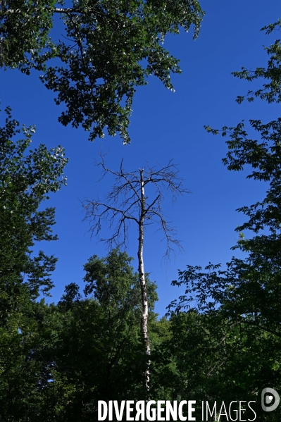 La Sologne souffre du réchauffement climatique