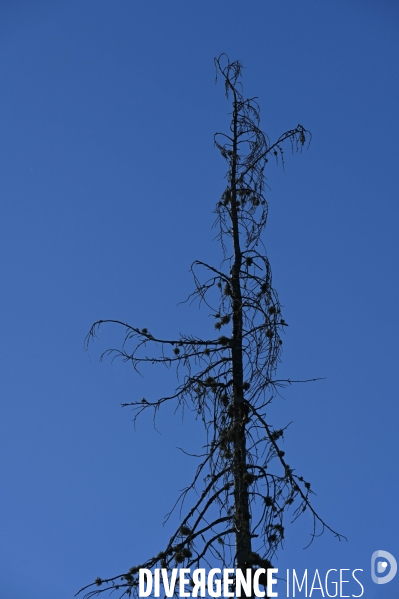 La Sologne souffre du réchauffement climatique