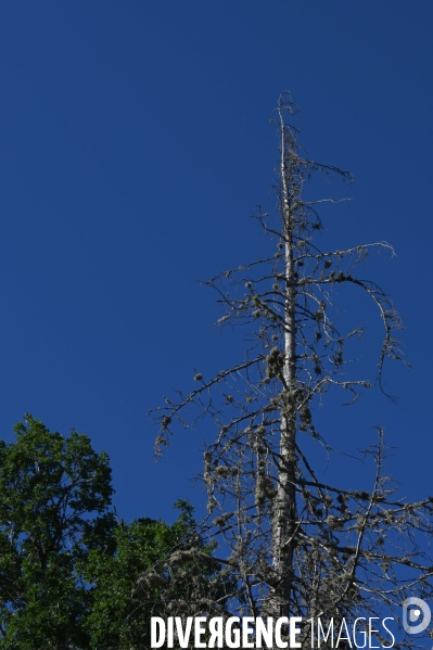 La Sologne souffre du réchauffement climatique