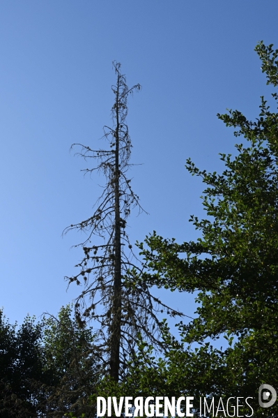 La Sologne souffre du réchauffement climatique