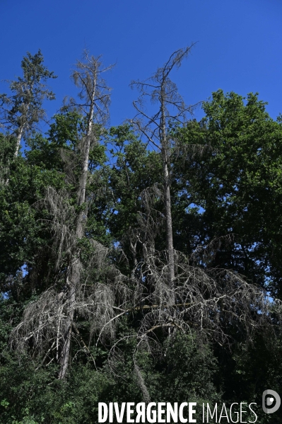 La Sologne souffre du réchauffement climatique