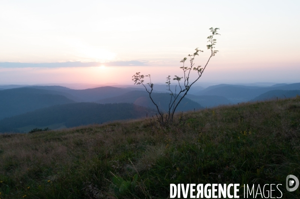 Faune et paysage des Vosges - Fauna and landscape of the Vosges