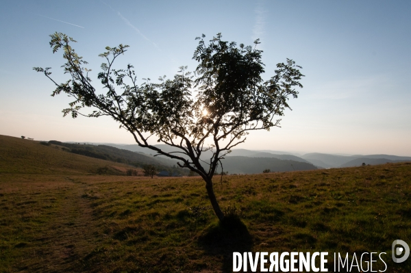 Faune et paysage des Vosges - Fauna and landscape of the Vosges