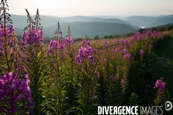 Faune et paysage des Vosges - Fauna and landscape of the Vosges