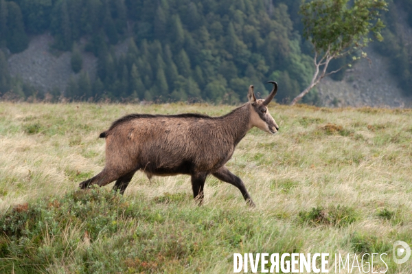 Faune et paysage des Vosges - Fauna and landscape of the Vosges