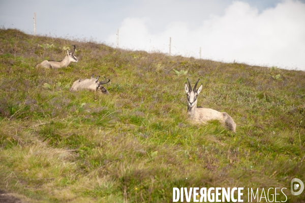 Faune et paysage des Vosges - Fauna and landscape of the Vosges