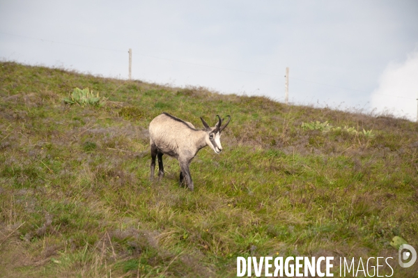 Faune et paysage des Vosges - Fauna and landscape of the Vosges