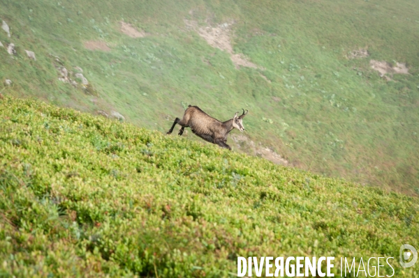 Faune et paysage des Vosges - Fauna and landscape of the Vosges