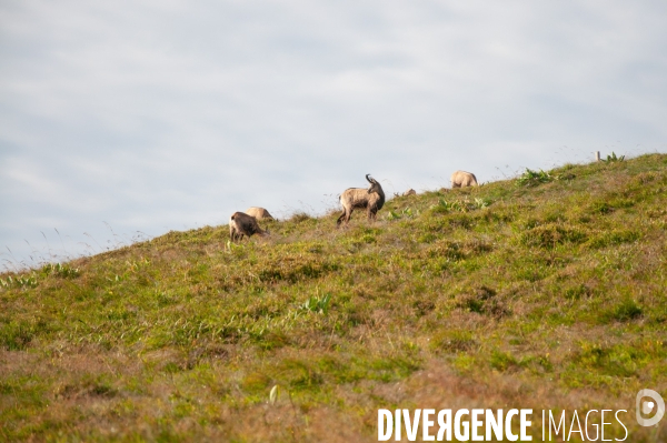 Faune et paysage des Vosges - Fauna and landscape of the Vosges