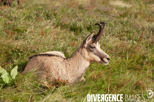 Faune et paysage des Vosges - Fauna and landscape of the Vosges