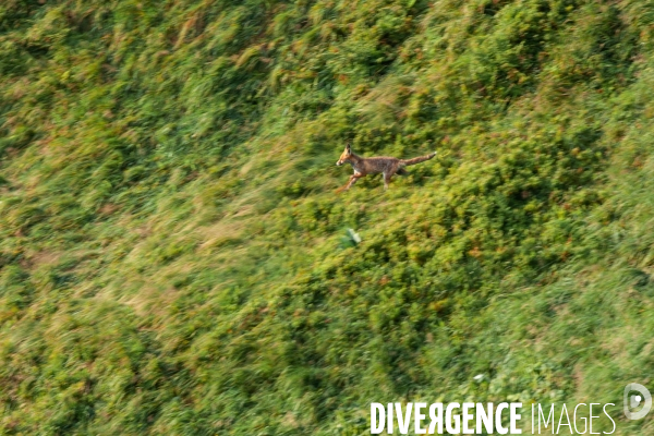 Faune et paysage des Vosges - Fauna and landscape of the Vosges