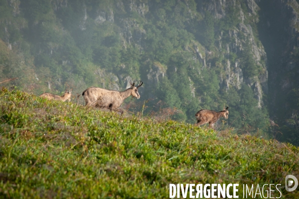 Faune et paysage des Vosges - Fauna and landscape of the Vosges