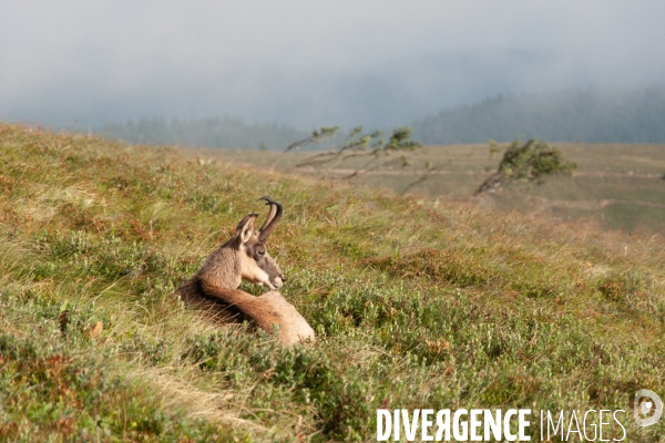 Faune et paysage des Vosges - Fauna and landscape of the Vosges