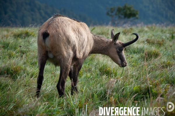 Faune et paysage des Vosges - Fauna and landscape of the Vosges