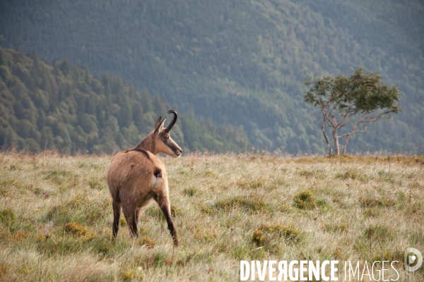 Faune et paysage des Vosges - Fauna and landscape of the Vosges